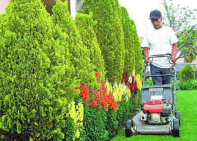 Limpieza de jardines Limpieza de jardines Madrid
